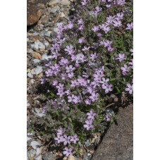 phlox rose mousse