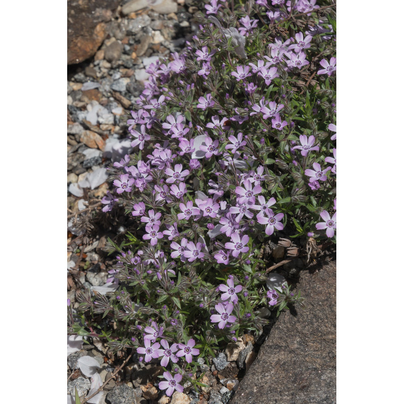 phlox rose mousse