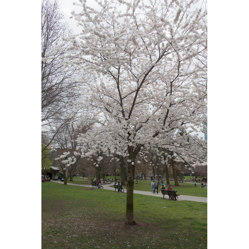 cerisier du Tibet - prunus x--yedoensis