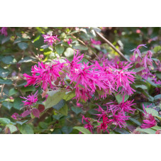 loropetale de Chine - loropetalum chenensis