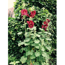 rose trémière rouge