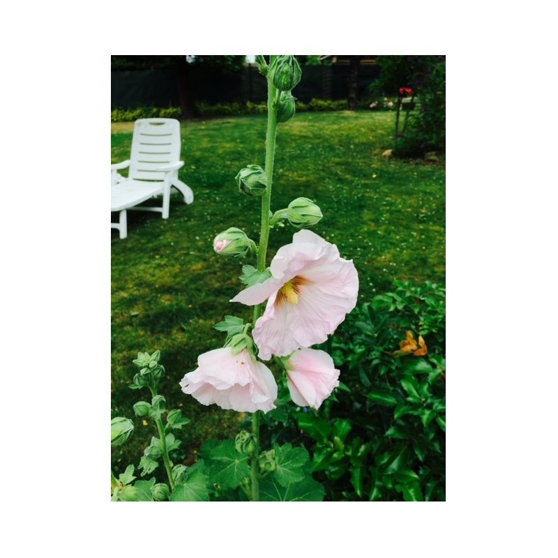 rose trémière rose rose trémière rose