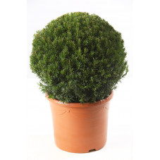 taxus baccata taillé en boule diamètre 40 cm