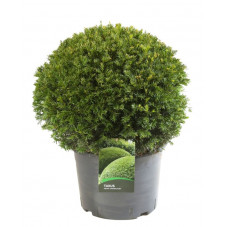 taxus baccata taillé en boule diamètre 70 cm