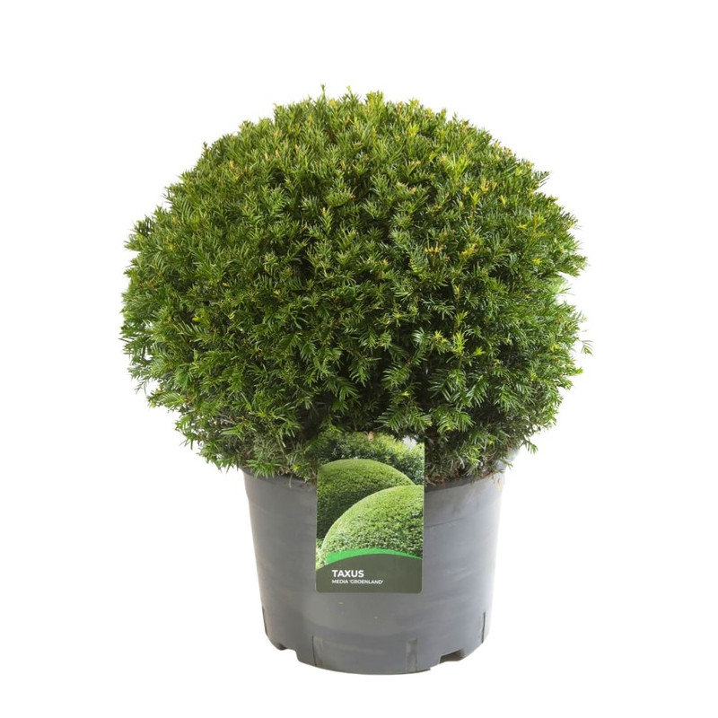 taxus baccata taillé en boule diamètre 70 cm