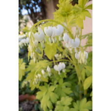 cœur de Marie - dicentra spectabilis