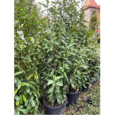 laurier cerise en pot 175 cm