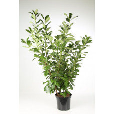 laurier cerise en pot 150 cm