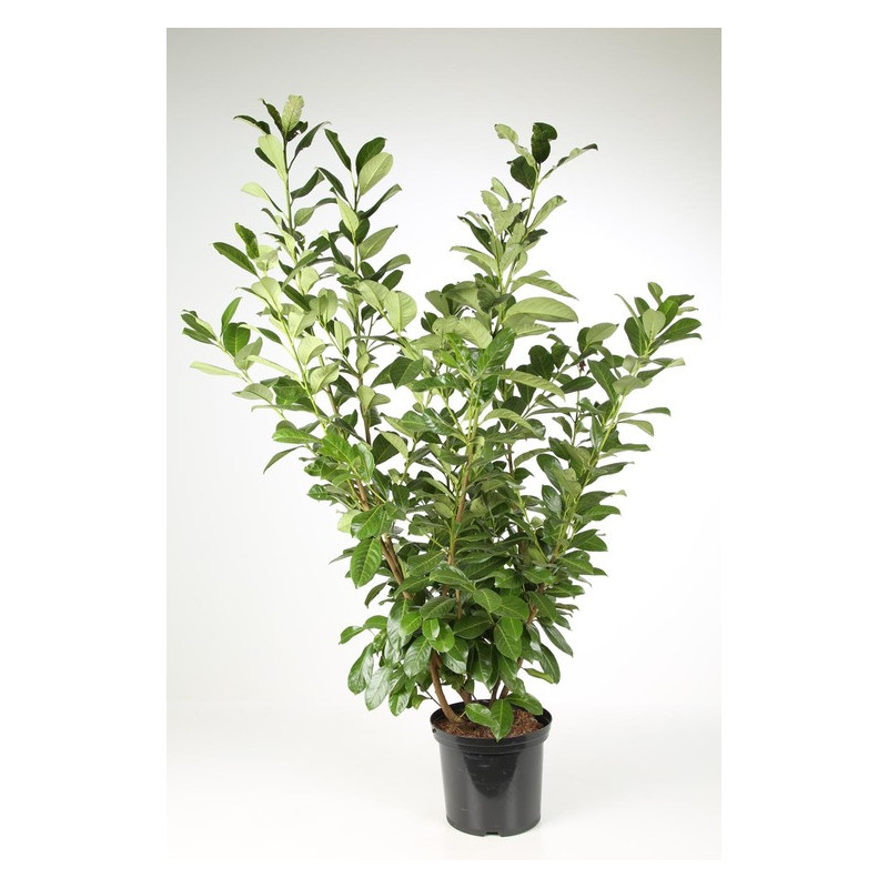 laurier cerise en pot 150 cm