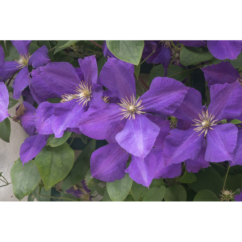 clématite à fleurs mauves