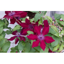 clematite Nubia