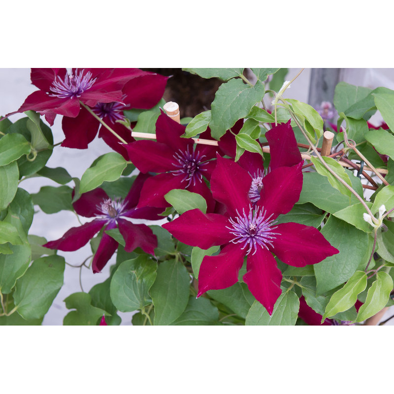 clematite Nubia