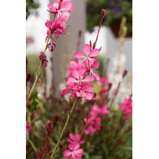 gaura belleza pink