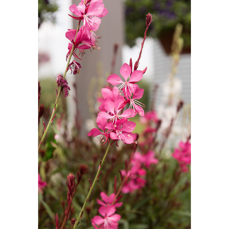 gaura belleza pink