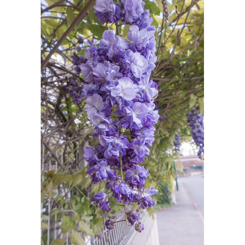 Glycine floribunda violacéa plena