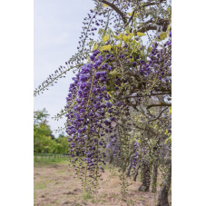 glycine violette plena