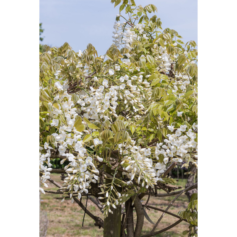 glycine à fleurs blanches Shiro Kapitan
