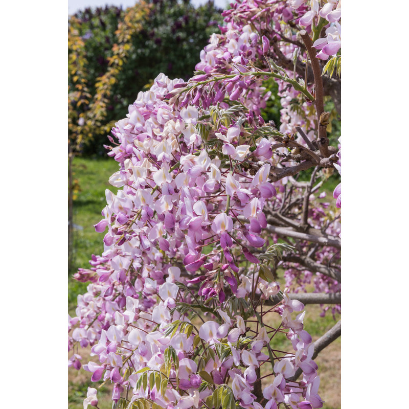 Glycine Showa Beni à fleurs roses