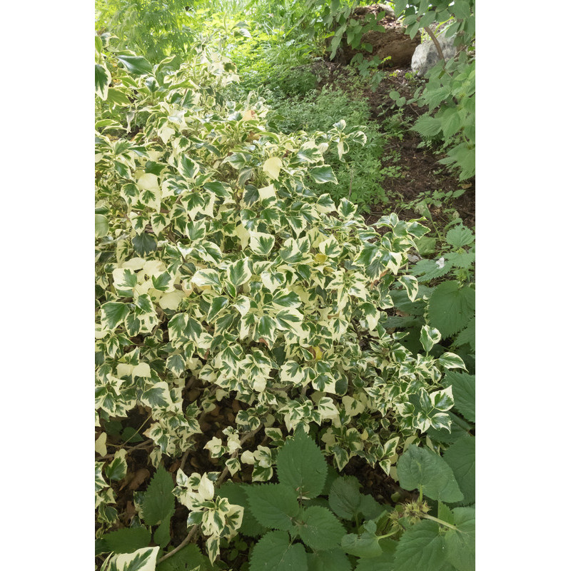 lierre commun cavendish - hedera helix lierre commun cavendish - hedera helix