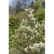 fothergilla major à fleurs blanches.