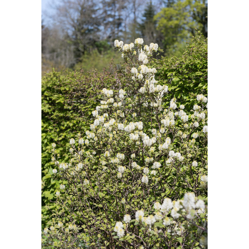 fothergilla major à fleurs blanches.