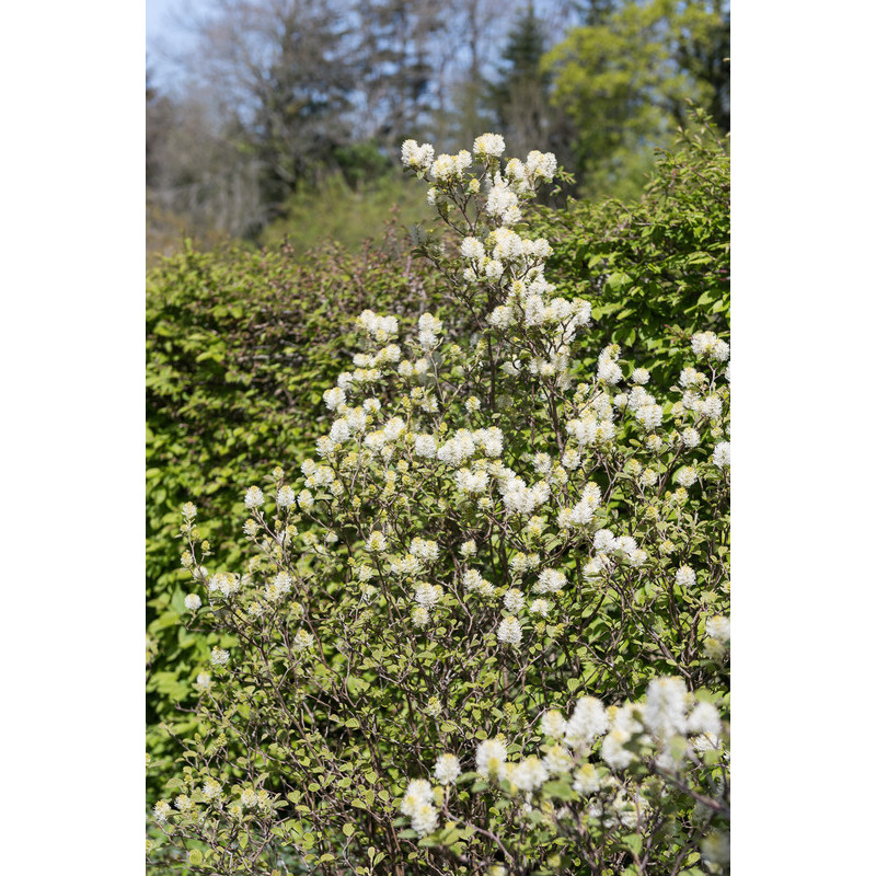 fothergilla major à fleurs blanches. fothergilla major à fleurs blanches.