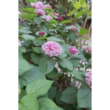 clerodendrum bungei