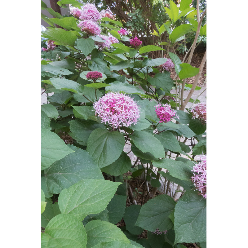 clerodendrum bungei