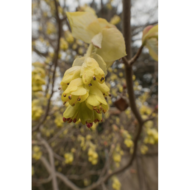 corylopsis du Japon spicata - faux noisetier