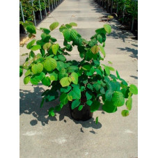 corylopsis spicata en pot de 12 litres - 80/100 cm