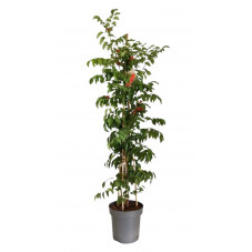 Bignone Mme Galen 150/175 cm - 3 tuteurs  - pot de 12 litres