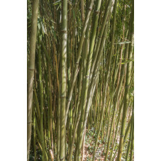 Phyllostachys bissetti