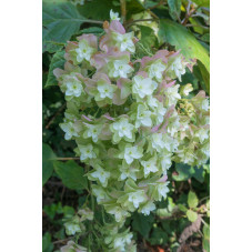 hydrangea snowflake