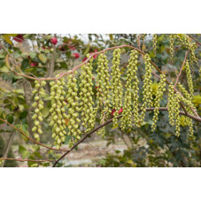 Stachyurus praecox fleurs