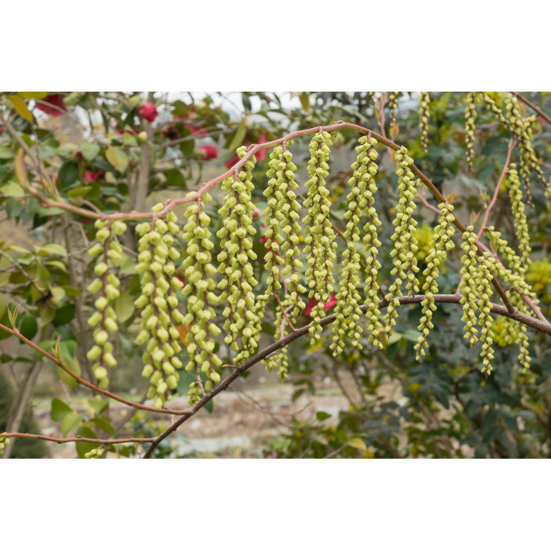 Stachyurus praecox fleurs