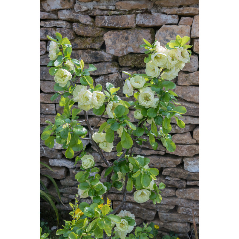 cognassier du Japon à fleurs blanches