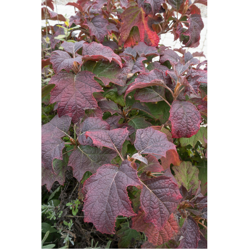 hortensia à feuille de chêne - hydrangea - feuillage à l'automne