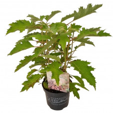 hortensia à feuilles de chêne - pot de 3 litres