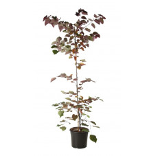 Arbre de Judée Forest Pansy - 150/170 cm - pot de 20 litres