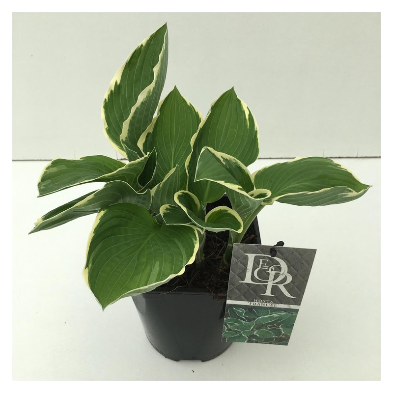 hosta Francee en pot de 2 litres