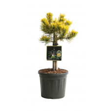 pin nain des Montagnes Wintergold tige 20/25 cm - pot de 5 litres