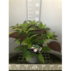 hortensia japonais summer glow - hydrangea serrata en pot de 4 litres - 30 cm