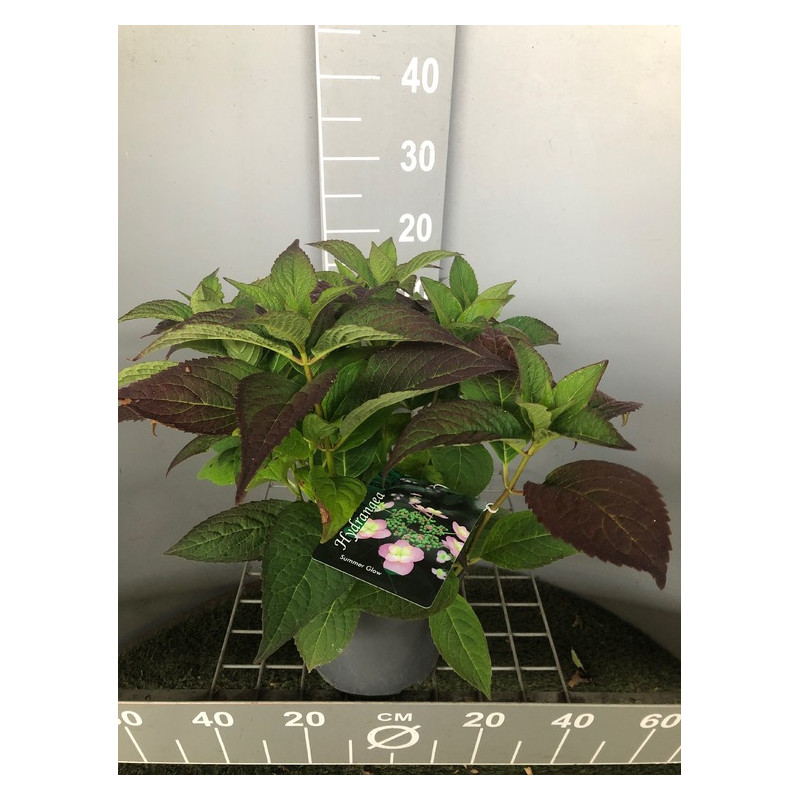hortensia japonais summer glow - hydrangea serrata en pot de 4 litres - 30 cm