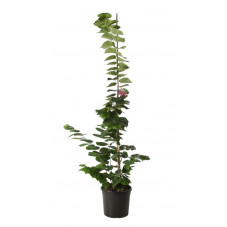 arbre de Judée Avondale 100/125 cm - en pot de 20 litres