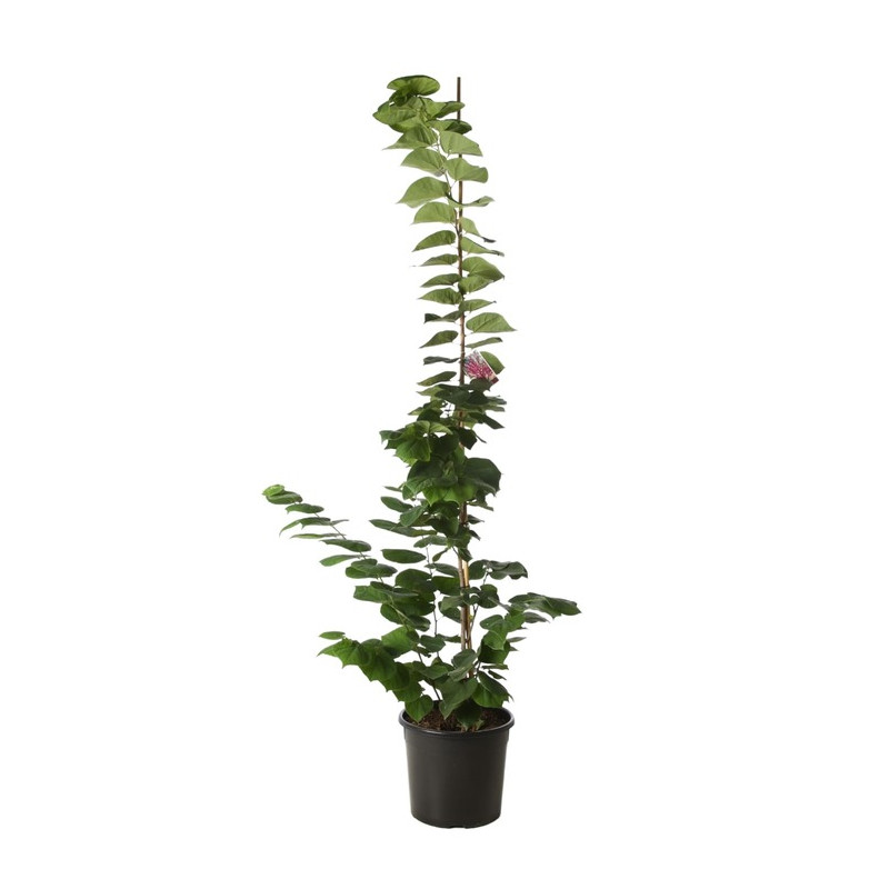 arbre de Judée Avondale 100/125 cm - en pot de 20 litres