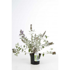 arbre à papillon à fleurs bleues - en pot de 3 litres