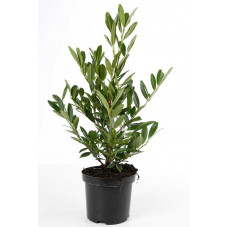 prunus otto luyken pot de 3 litres 30/35 cm