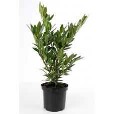 prunus otto luyken 40/45 cm - pot de 4 litres