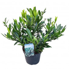 prunus otto luyken Touffe 50 cm - pot de 7.5 litres