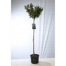 prunus otto luyken demi-tige 120 cm - pot de 7.5 litres